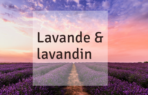 lavande_-_lavandin-2.png